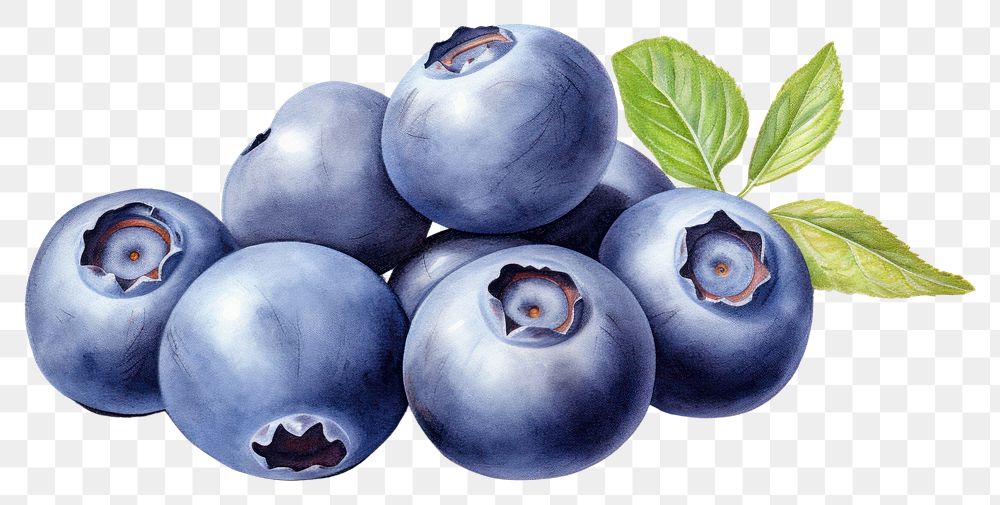 PNG Blueberry blueberry fruit plant. AI generated Image by rawpixel.