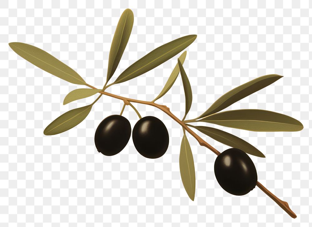 PNG Olive branch olive plant food. 