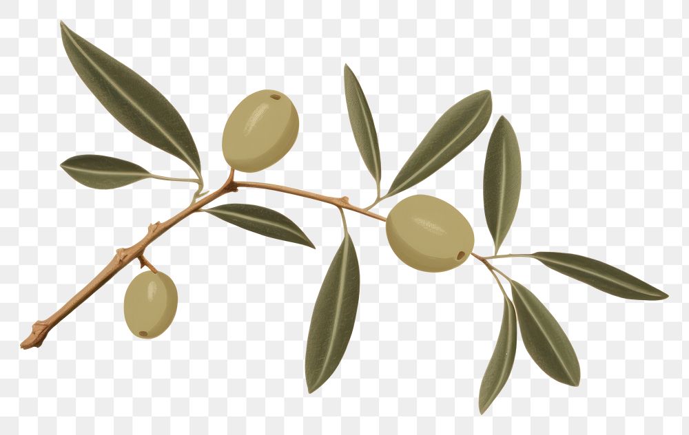 PNG Olive branch plant olive leaf. 