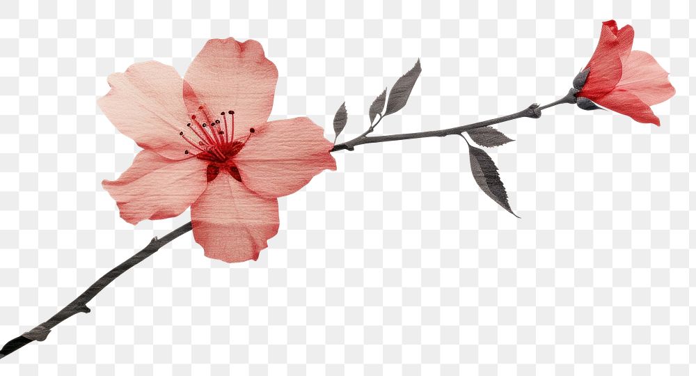 PNG Cherry blossom flower hibiscus petal. AI generated Image by rawpixel.