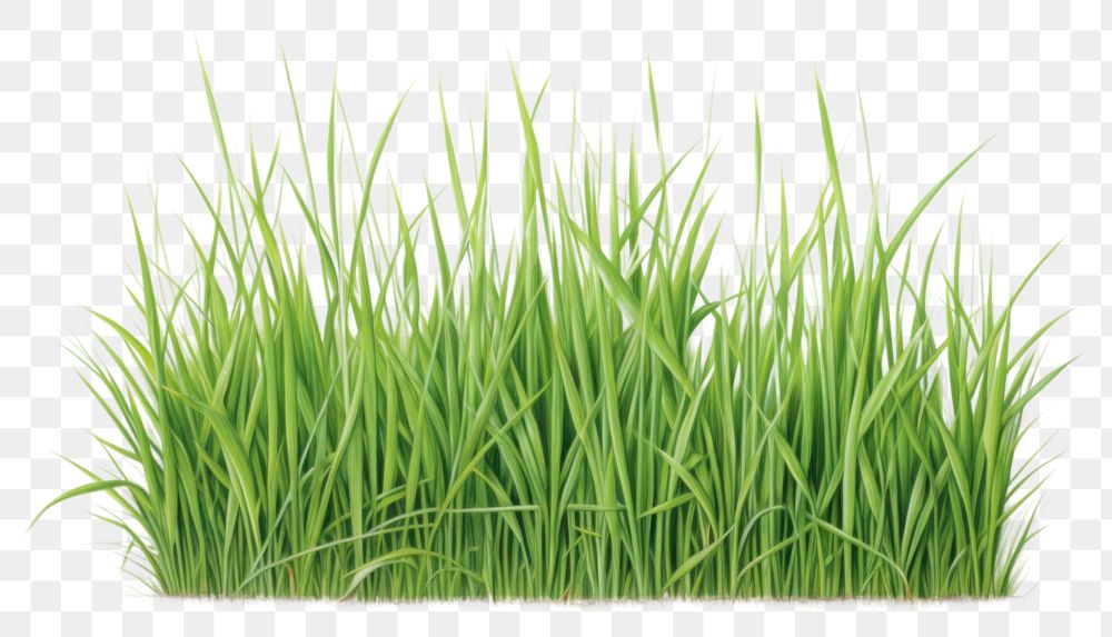 PNG Grass backgrounds plant green. AI generated Image by rawpixel.