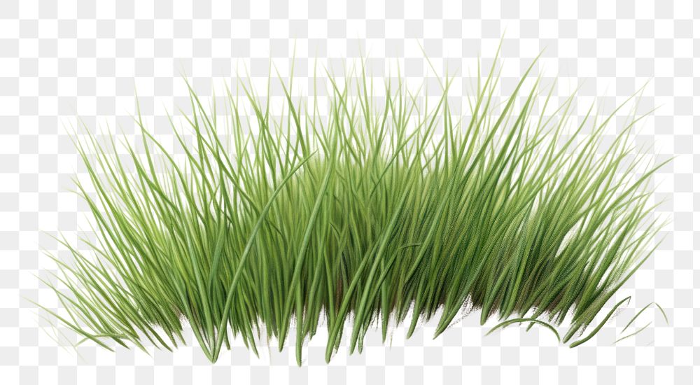 PNG Grass plant lawn tranquility. AI generated Image by rawpixel.
