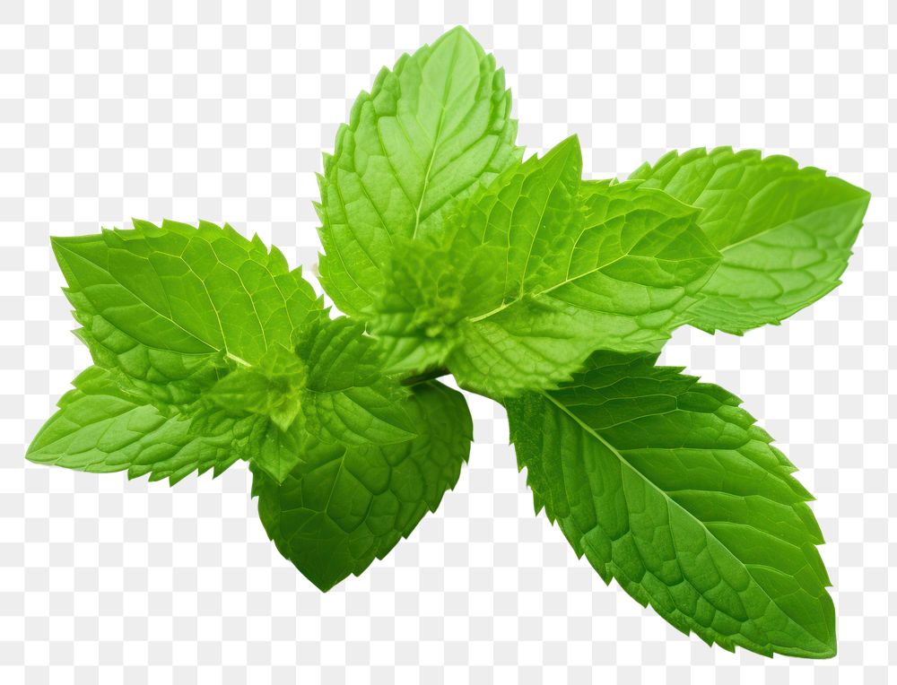 PNG Plant leaf spearmint freshness. 