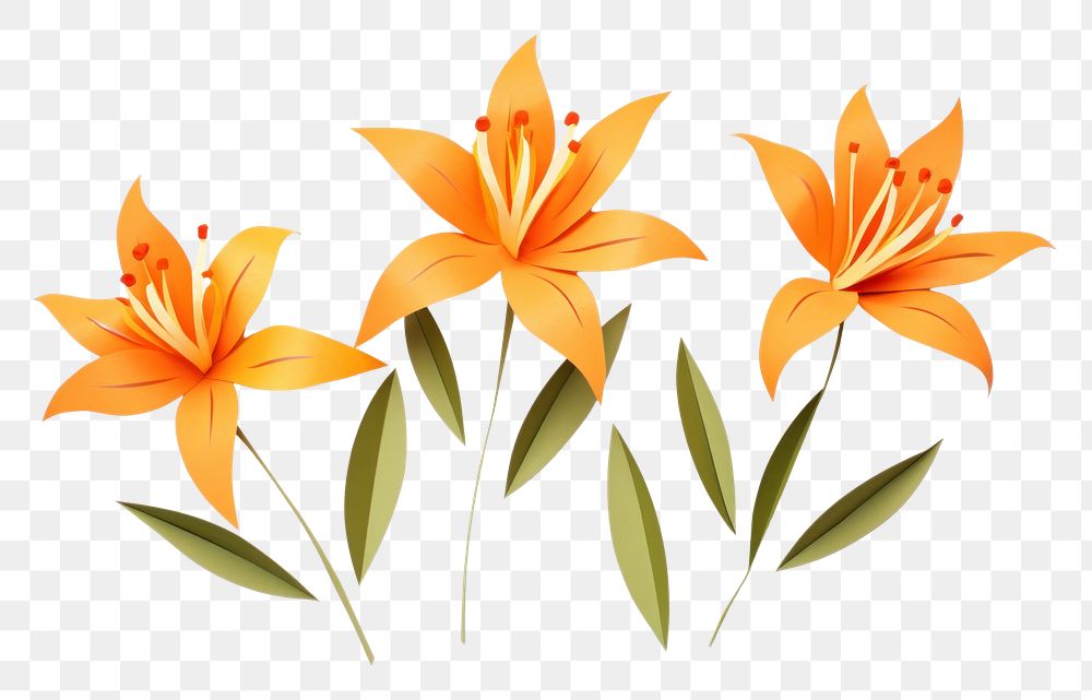 PNG Orange lillys flower petal plant. 