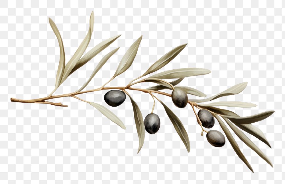 PNG Olive branch plant leaf accessories