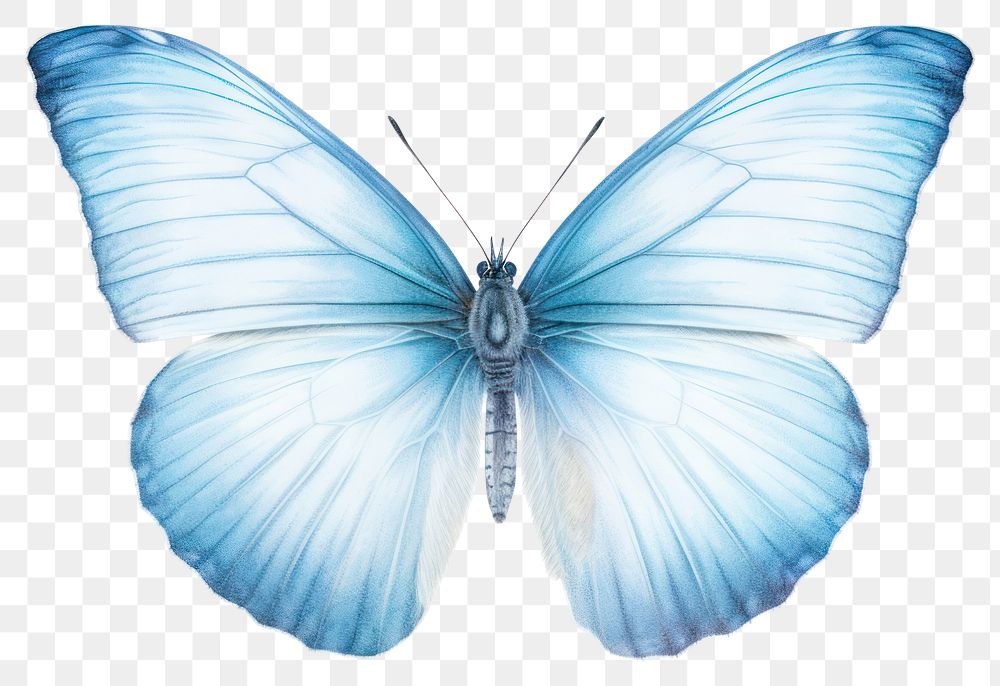 PNG Spring azure butterfly animal insect  