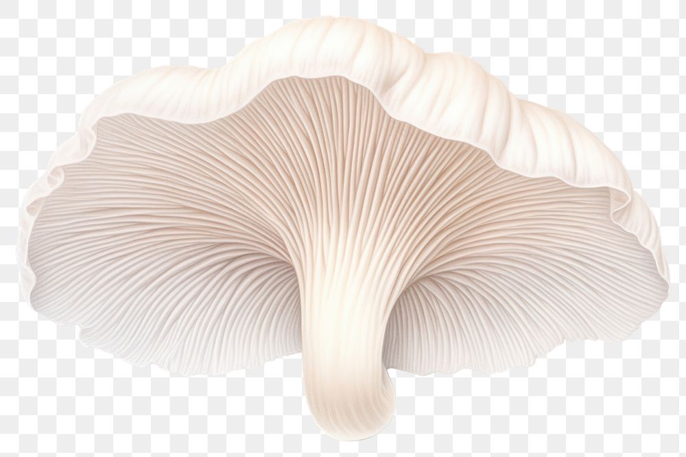 PNG King oyster mushroom fungus  