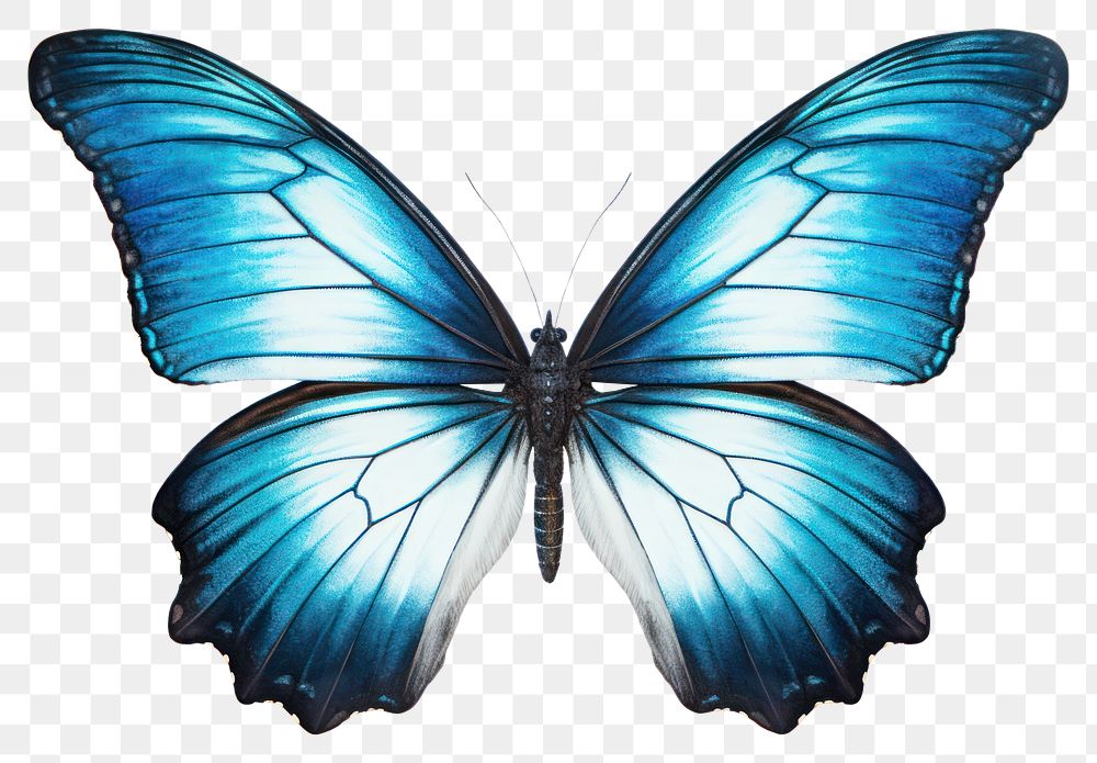 PNG Butterfly animal insect  