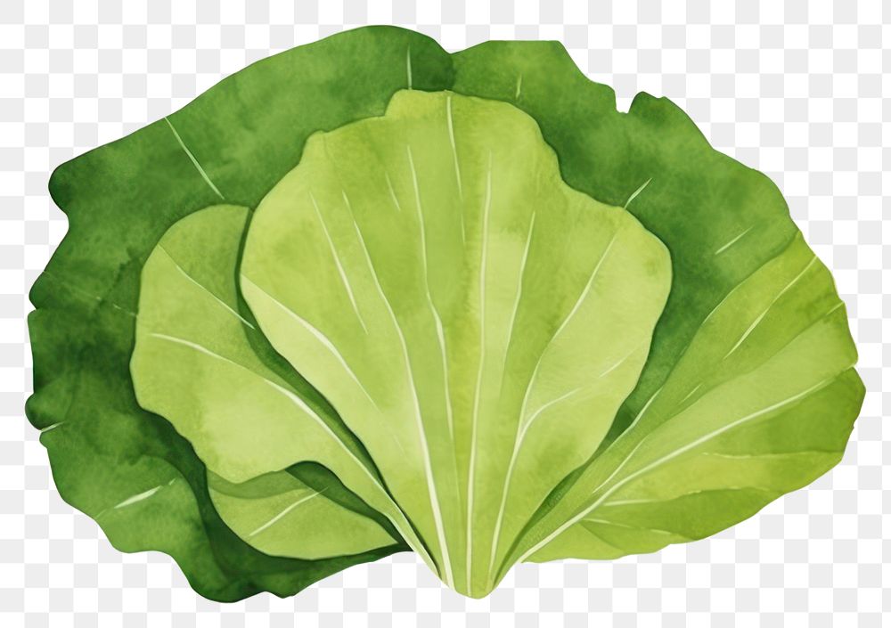 PNG Lettuce vegetable plant food. 