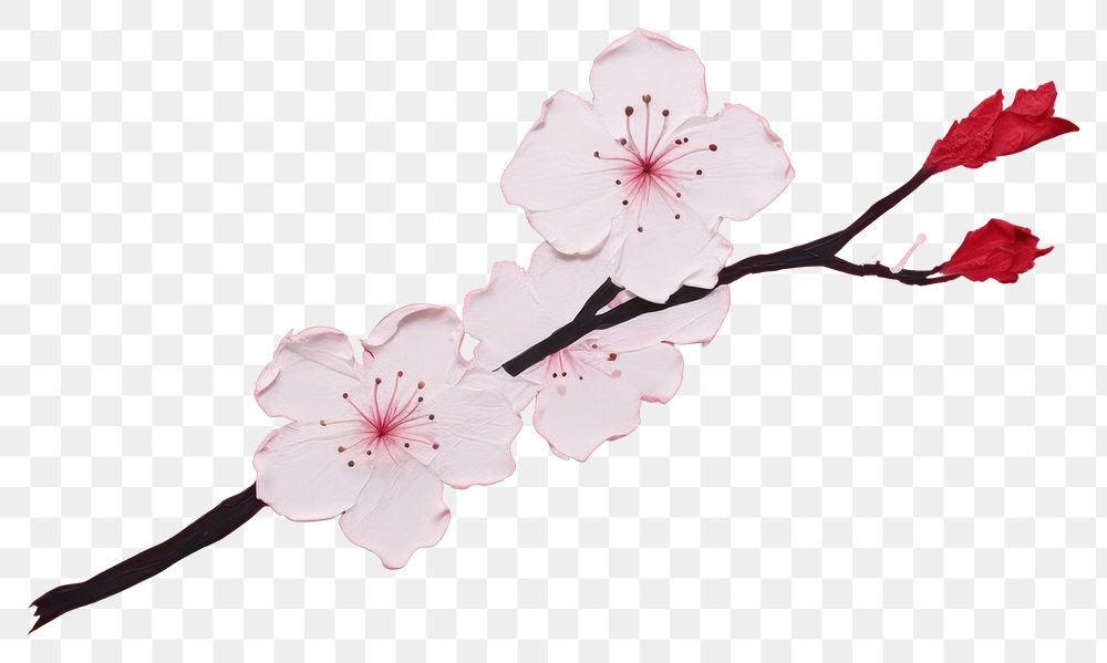 PNG Sakura flower blossom petal plant. 