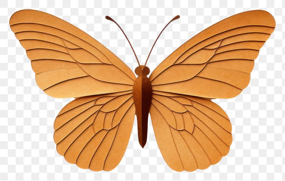 PNG Butterfly insect animal  