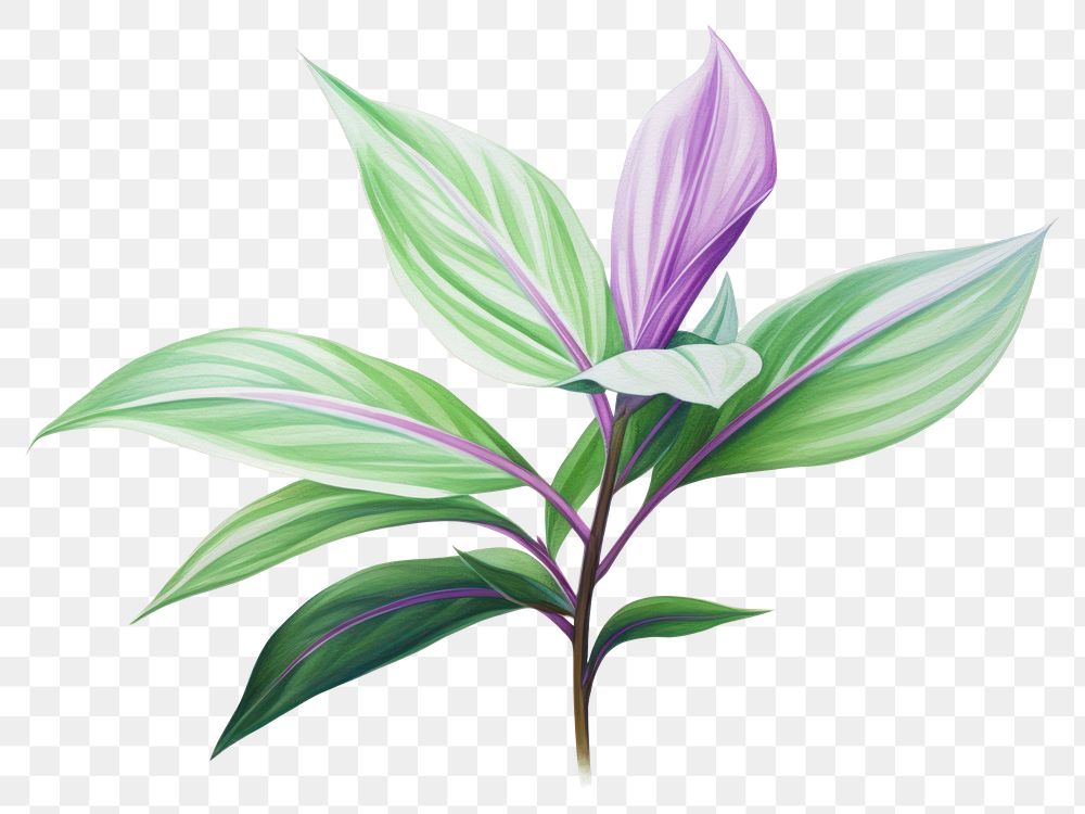 PNG Plant flower leaf  