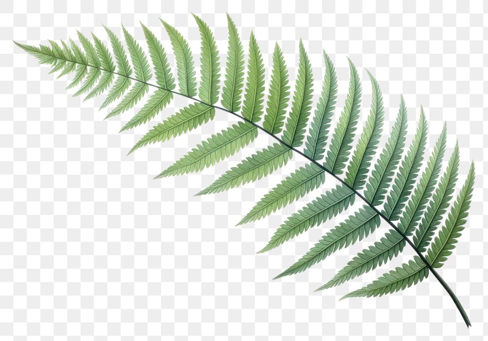 PNG Fern plant leaf  