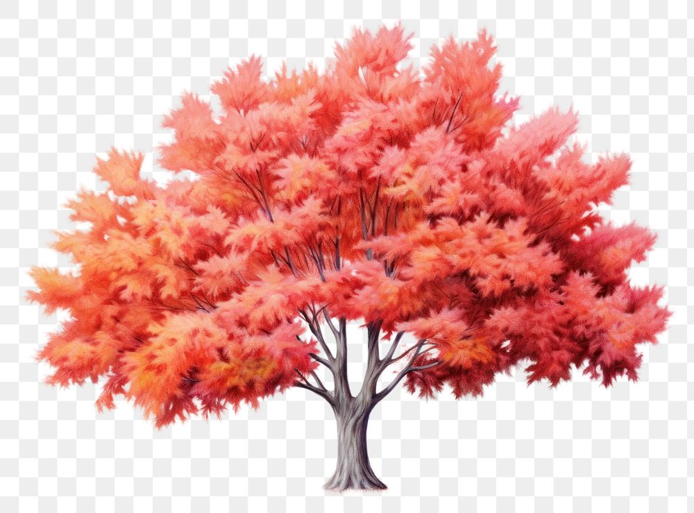 PNG Maple tree drawing autumn plant. AI generated Image by rawpixel.
