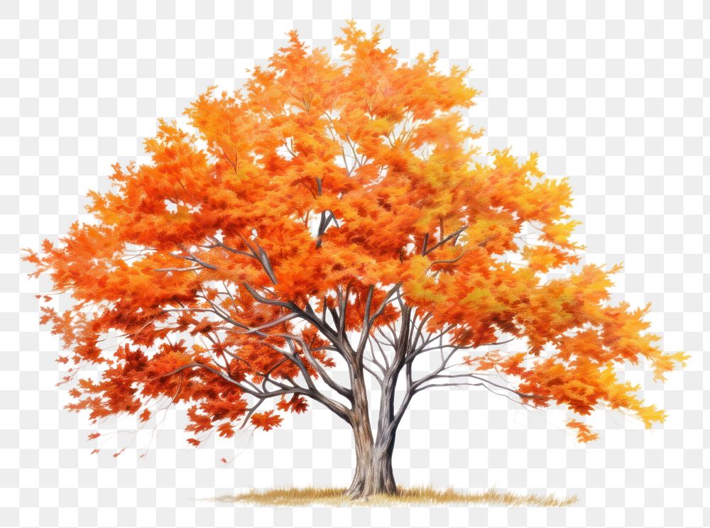 PNG Maple tree autumn plant white background. AI generated Image by rawpixel.