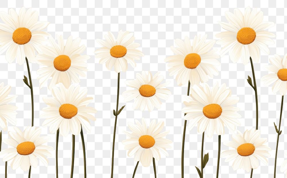 PNG Daisy backgrounds wallpaper flower. 