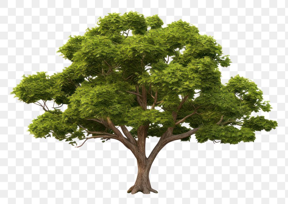 PNG Plant tree outdoors sycamore. AI generated Image by rawpixel.