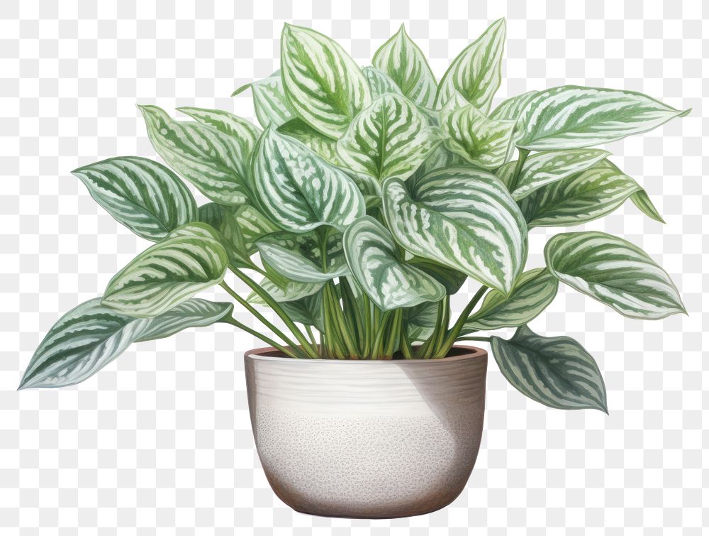 PNG Houseplant leaf white background freshness. 