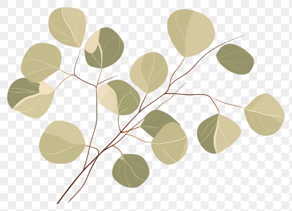 PNG Eucalyptus plant leaf pattern. 