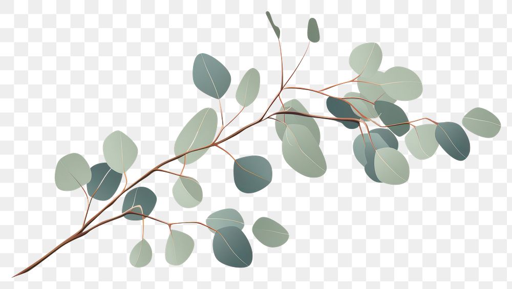 PNG Eucalyptus plant leaf architecture. AI generated Image by rawpixel.