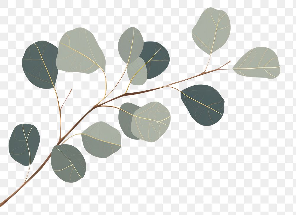 PNG Eucalyptus backgrounds plant leaf. AI generated Image by rawpixel.