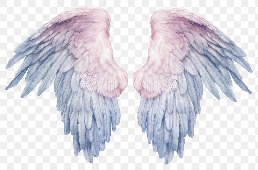 PNG Angel wings bird white background archangel. 