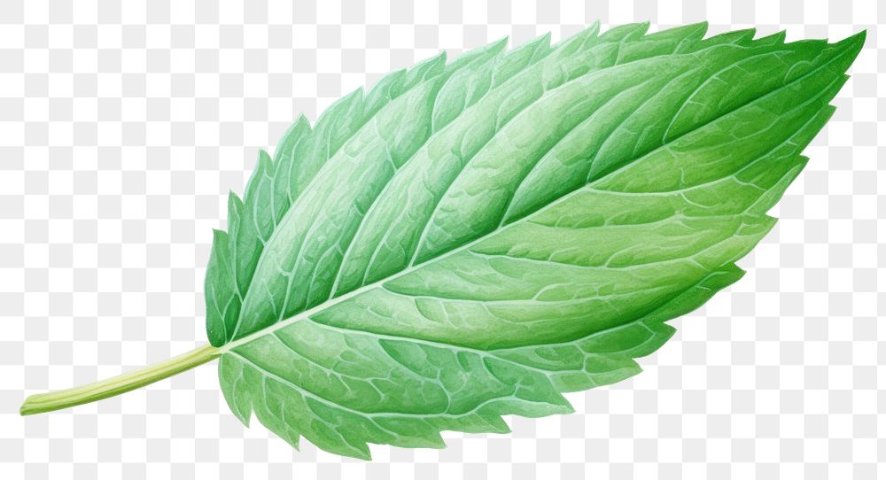 PNG Isolated mint leaf plant herbs white background. AI generated Image by rawpixel.