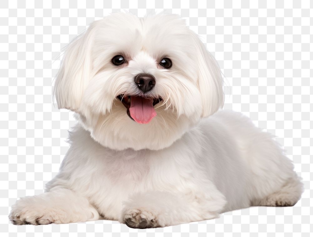 PNG Maltese dog mammal animal puppy. AI generated Image by rawpixel.