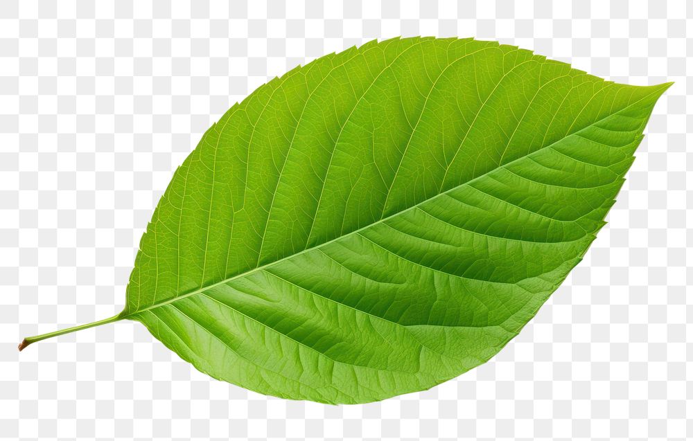 PNG Apple leaf plant white background freshness. AI generated Image by rawpixel.