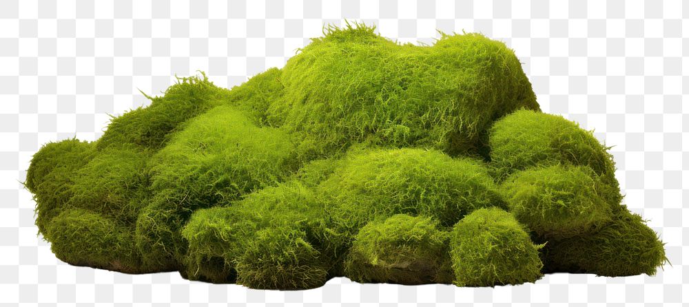 PNG Plant grass moss vegetation. AI generated Image by rawpixel.