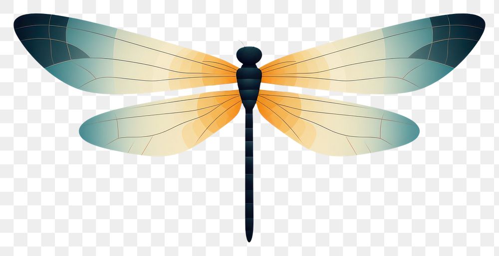 PNG Dragonfly wildlife insect animal. 