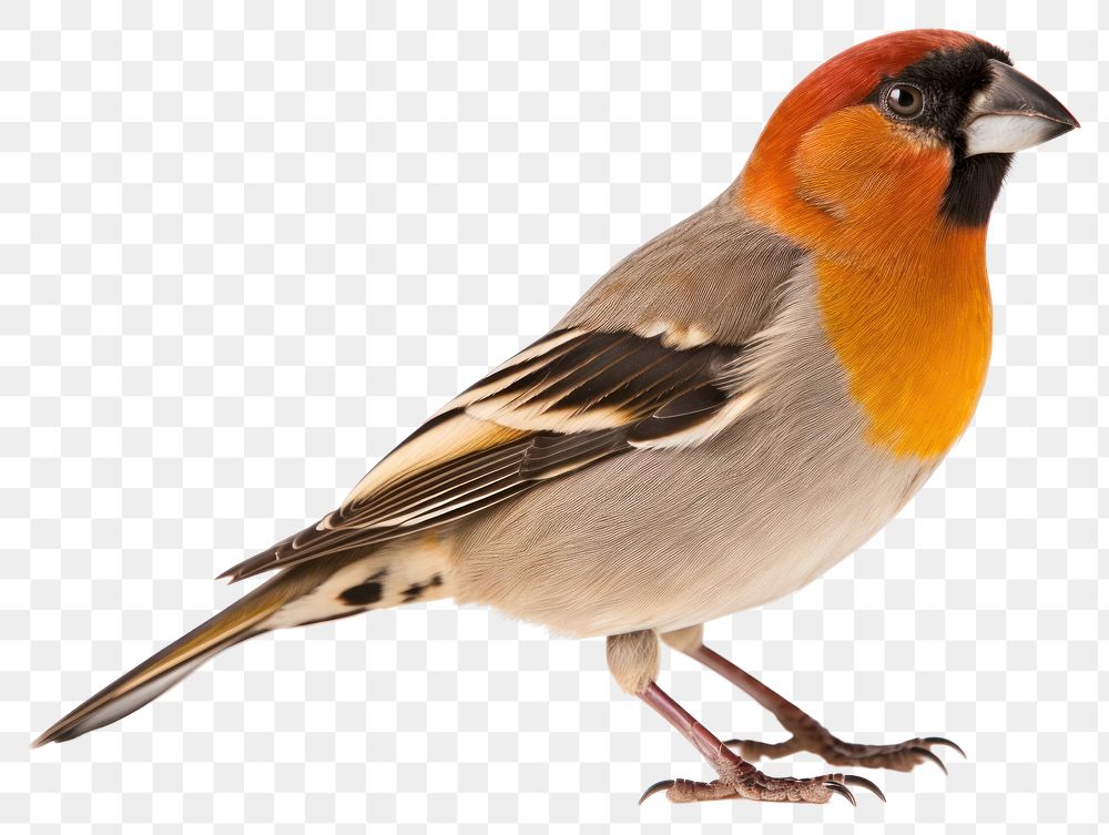 PNG Sparrow animal beak bird. AI generated Image by rawpixel.