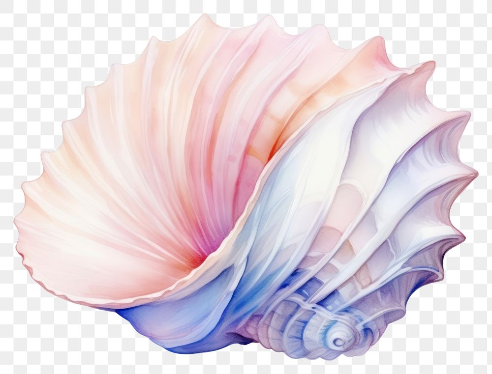 PNG Seashell conch white background invertebrate. AI generated Image by rawpixel.