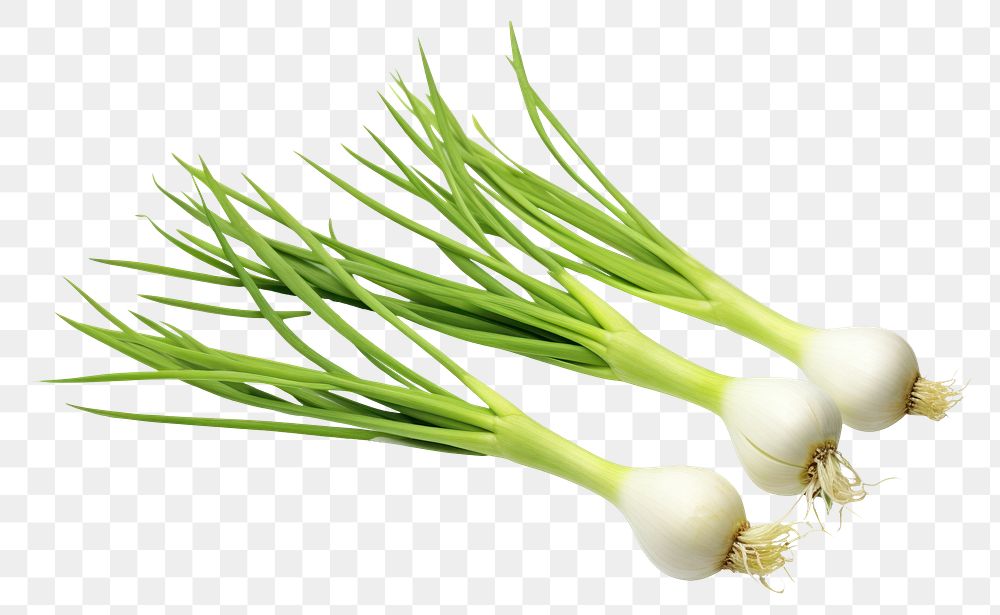 PNG Vegetable plant food white background. AI generated Image by rawpixel.