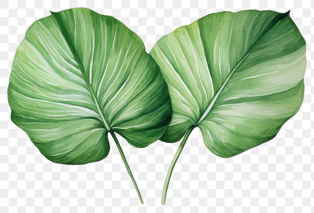 PNG Plant green leaf  