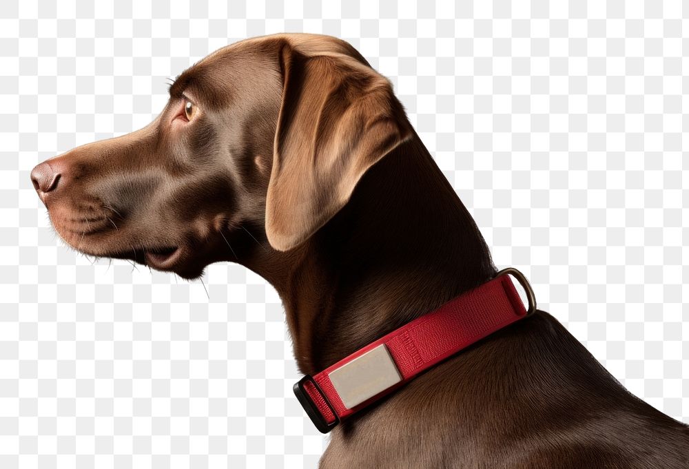 PNG Collar dog animal mammal. AI generated Image by rawpixel.