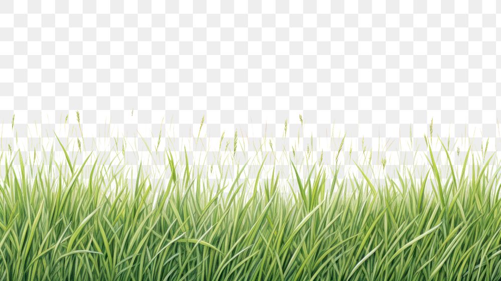 PNG Grass backgrounds outdoors nature. AI generated Image by rawpixel.