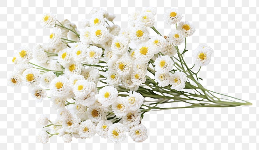 PNG Pearly Everlasting blossom flower plant. 