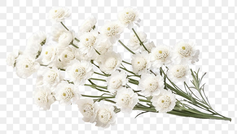 PNG Pearly Everlasting flower plant petal. AI generated Image by rawpixel.