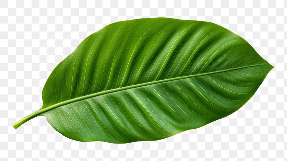 PNG Tropical leaves nature plant green. 