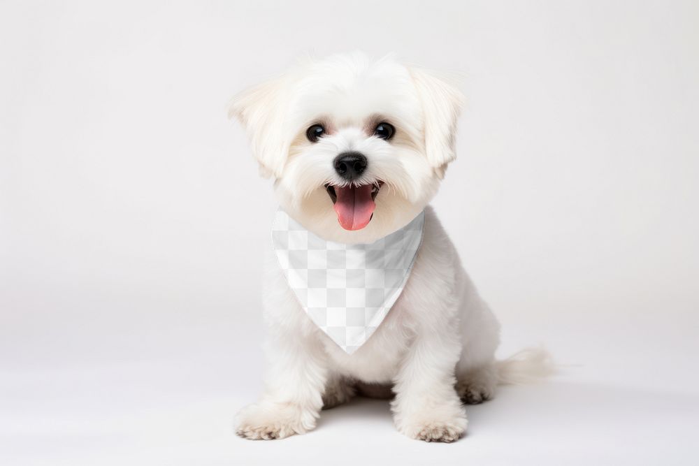 Dog&rsquo;s bandana, png transparent mockup | Free PNG - rawpixel
