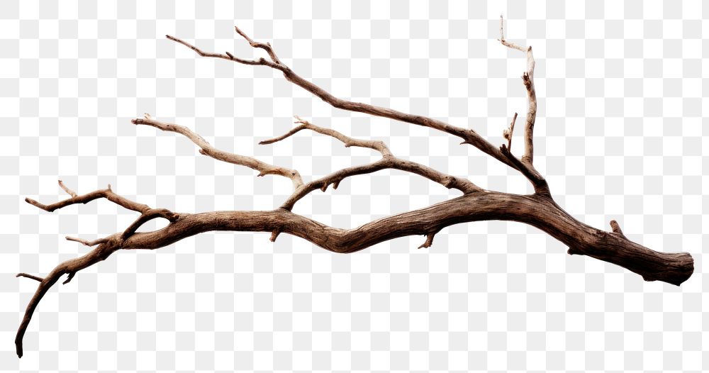 PNG Tree wood driftwood branch. 