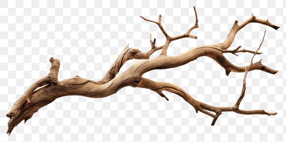 PNG Wood driftwood branch tree. 