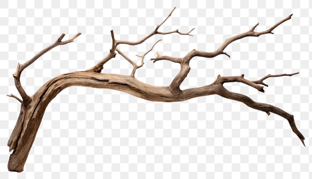 PNG Wood driftwood branch tree. .