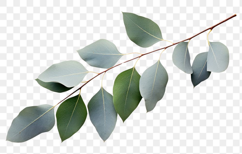 PNG Eucalyptus plant leaf tree. 