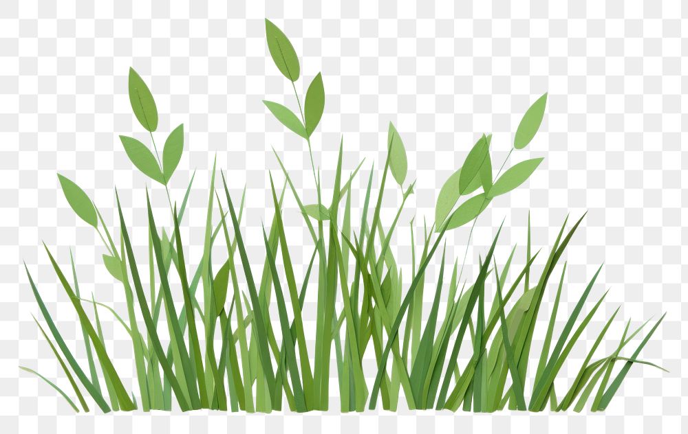 PNG Green grass plant herbs leaf. 