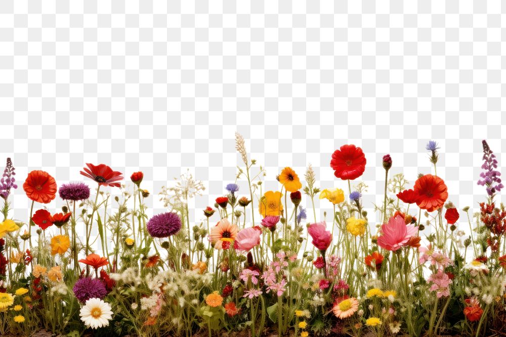 PNG Flower field landscape outdoors blossom. AI generated Image by rawpixel.