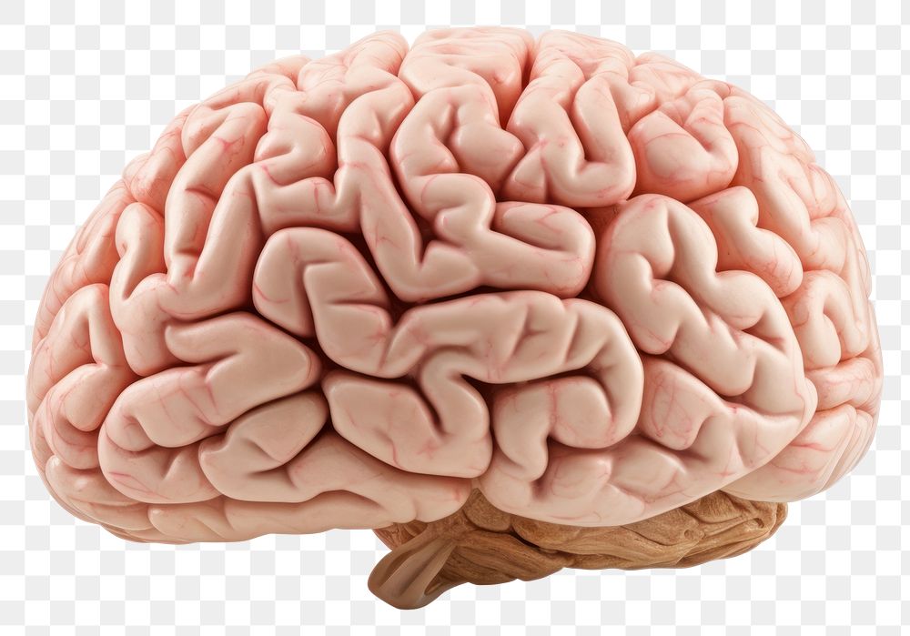 PNG Brain white background outdoors medical. 