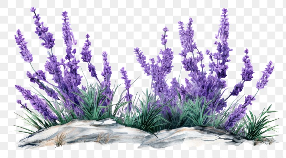 PNG Lavender flower blossom purple. 