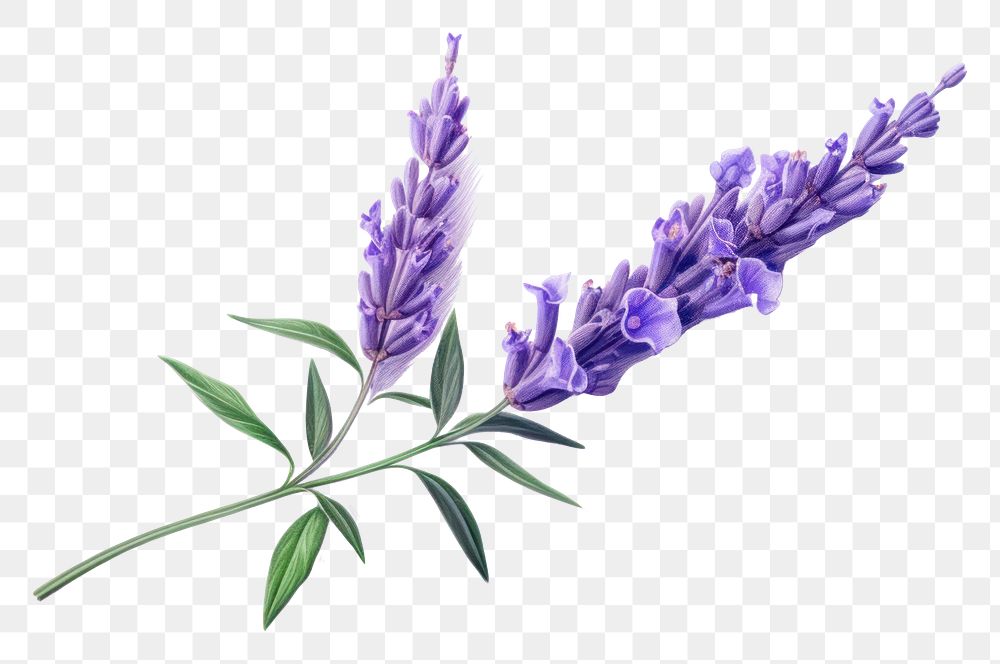 PNG Lavender flower plant inflorescence. AI generated Image by rawpixel.